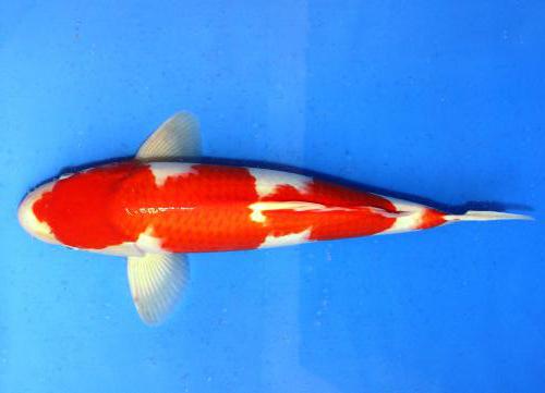 Kohaku Züchter Miyatora 45cm 499