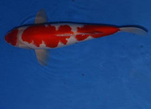 Kohaku Züchter Nagoshi 45cm 349