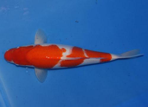 Kohaku Züchter Nagoshi 53cm 