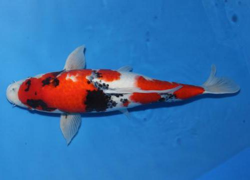 Sanke Züchter Hirasawa 47cm
