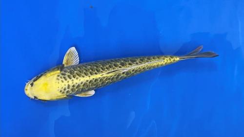 Big Scale Matsuba 36cm