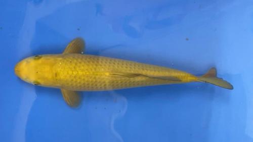 Chagoi 33cm