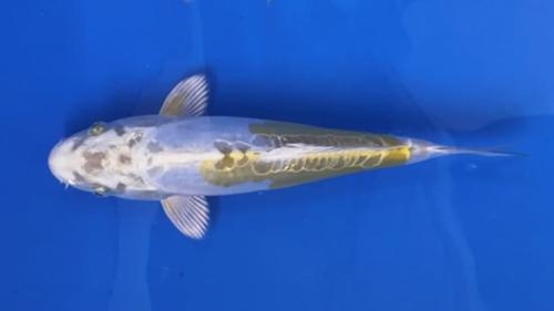 Doitsu Hariwake 28cm