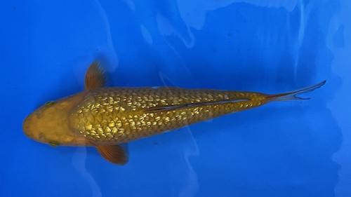 Ginrin Chagoi 35cm