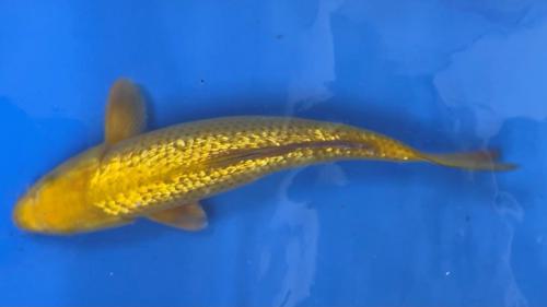 Ginrin Chagoi 40cm