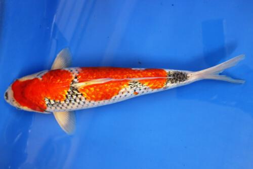 Ginrin Goshiki 40cm Züchter Conyasu