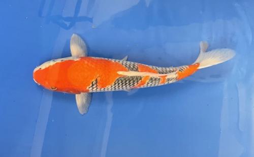 Goshiki 36cm