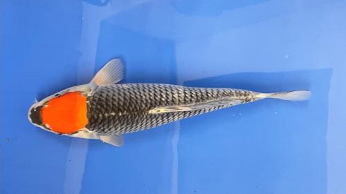 Goshiki Tancho 35cm