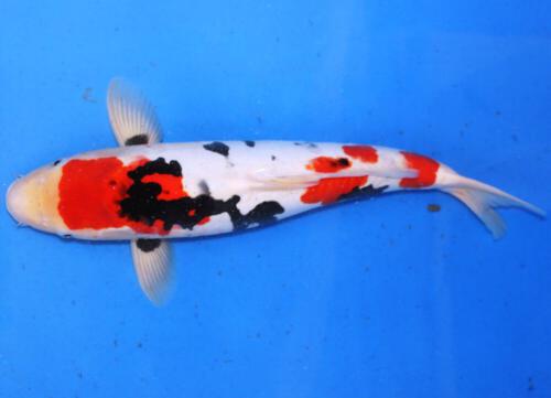 HQ Doitsu Showa 49cm Züchter Miyatora