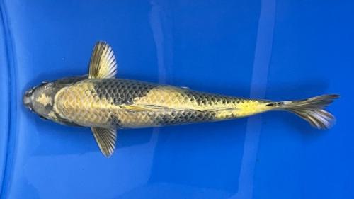 Ki Utsuri 43cm