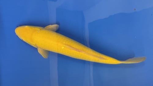 Kigoi 43cm