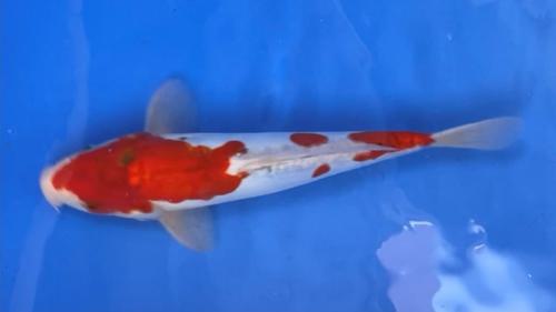 Kikusui 35cm