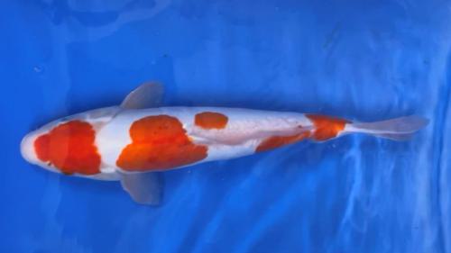 Kikusui 40cm