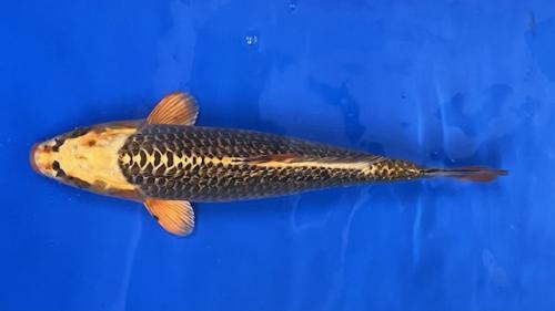 Kin Matsuba 43cm