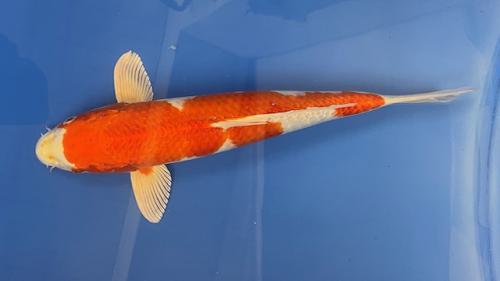 Kohaku 38cm