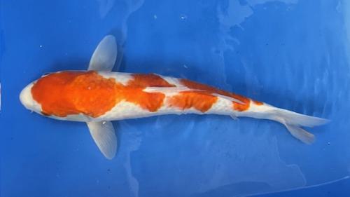 Kohaku 50cm