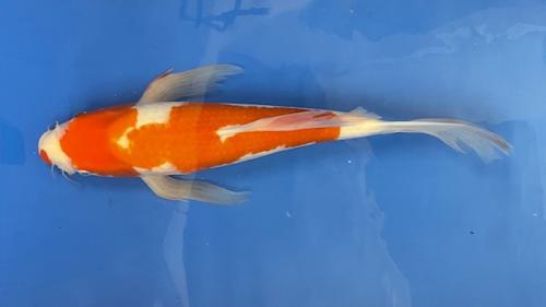 Kohaku Butterfly 50cm