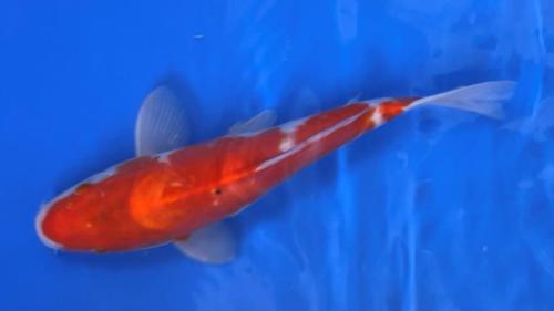 Kuhaku 34cm