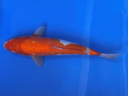 Kuhaku 35cm