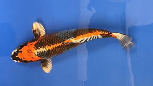 Kujaku 27cm
