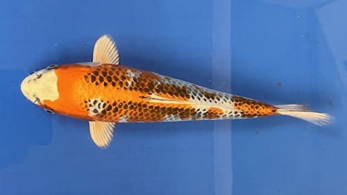 Kujaku 30cm