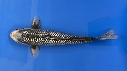 Matsukawabake verkauft