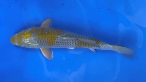 Oshiba 35cm