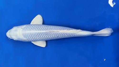 Platinum Ogon 40cm