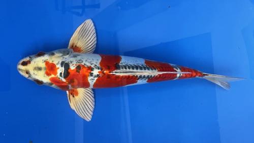 Sakura Ogon 45cm