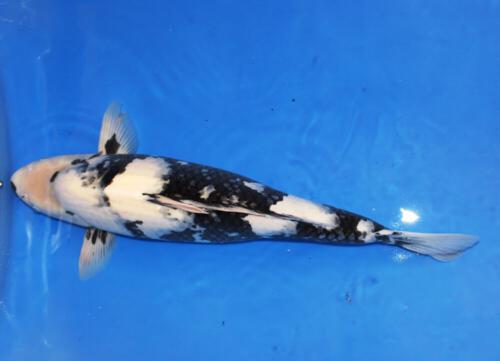 Shiro Utsuri 60cm Züchter Yagenji 