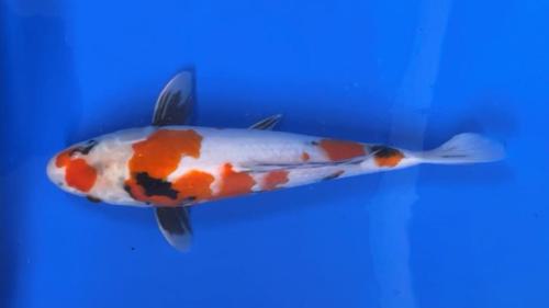 Showa 32cm