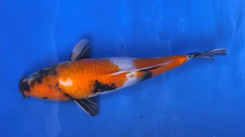 Showa 36cm