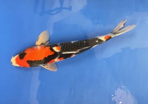 Showa 41cm