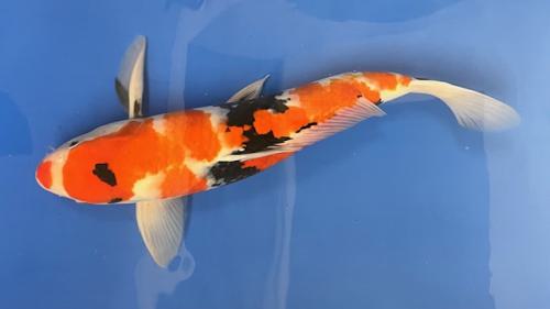 Showa 45cm