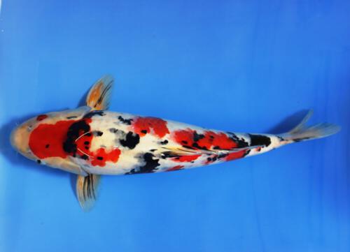 Showa 53cm Züchter Miyotora High Quality
