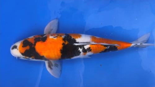 Showa 55cm