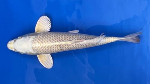 White Yamabuki Ogon 41cm