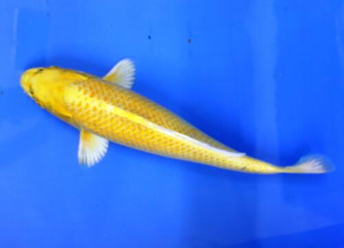 Yamabuki Ogon 40cm Züchter Yamanake