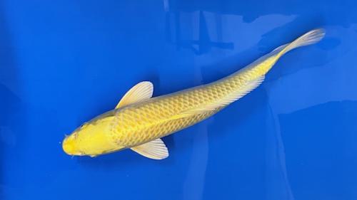 Yamabuki Ogon 41cm
