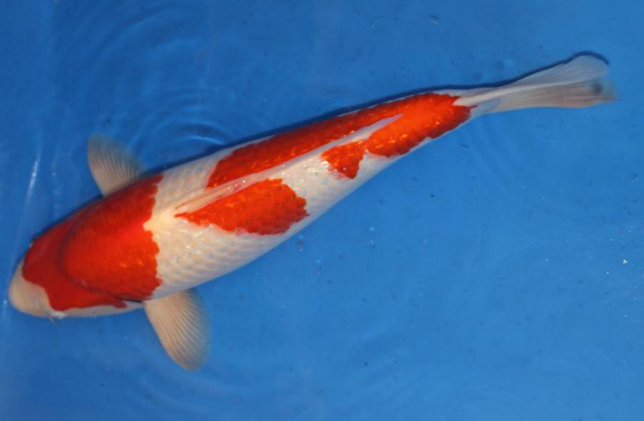 Ginrin Kohaku 57cm Züchter Yagenji 