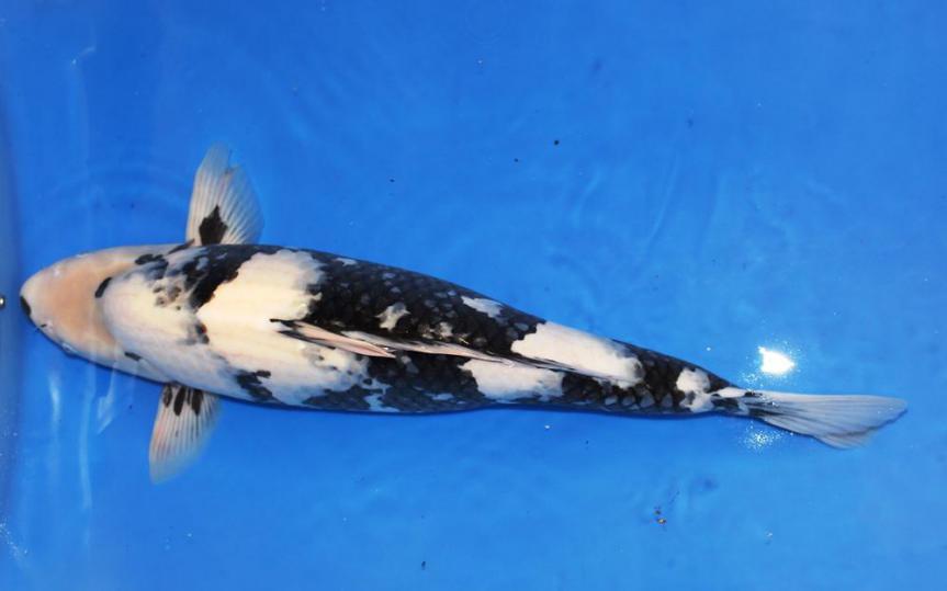 Shiro Utsuri  60cm Züchter Yagenji 